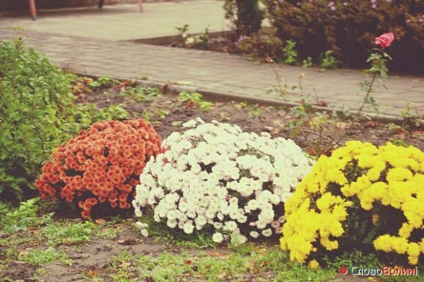 Луцьк в тумані. ФОТО